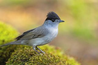Český pták roku je pochoutkou ve Středomoří. Miliony pěvců se ročně stanou obětí pytláků