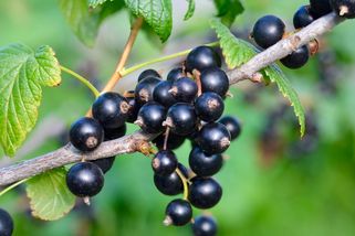 Pěstování černého rybízu: Může být nebezpečné
