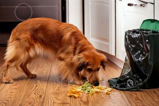 Kamarádky pes mi vyraboval koš, místo pochopení přišlo prozření - Médium.cz