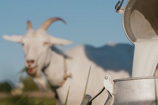 Kozí kolostrum. Víte, proč je koza řazena mezi nejzdravější zvířata?