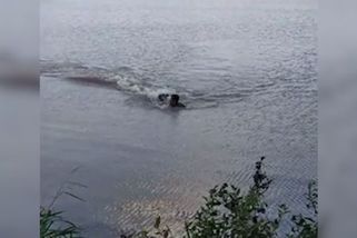 Snažil se uplavat aligátorovi. Měl víc štěstí než rozumu - Novinky