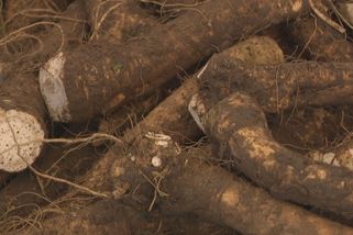 Vyorat křen je strašná práce, říká farmář. Sklizeň právě začala, i letos si za něj připlatíme