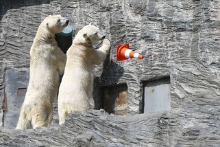 Medvědinec za miliardu? Absurdní, míní kritici - Novinky