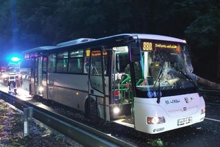 Staré stromy ohrožují řidiče, aktivisté je brání i za hranu životnosti - Novinky