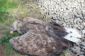 Ve Slavkovském lese zřejmě kdosi otrávil samici orla mořského. Její mládě v hnízdě uhynulo - Novinky