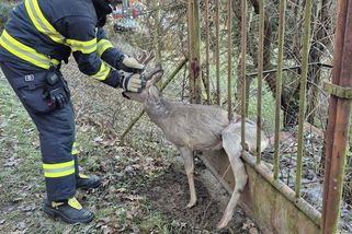 Hasiči na Zlínsku zachraňovali srnce. Zasekl se v kovové bráně