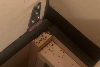 Otřesná dovolená na Istrii: Nejdřív švábi v posteli, pak přišly výhrůžky, říká Češka