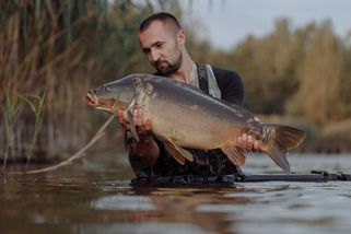 Vánoční kapr není ani tradiční, ani dobrý - Médium.cz