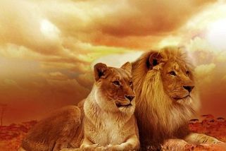 Po stopách lvice Elsy - Médium.cz