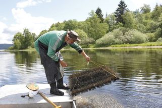 Lipenští candáti se rozmnožují v kominických štětkách