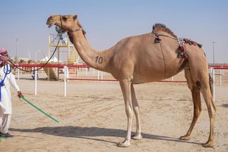 Ze soutěže krásy diskvalifikovali 20 velbloudů. Měli botox i silikonové implantáty - Novinky