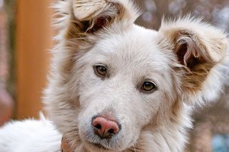 Můj pes chodí přes přechod jen na zelenou. O rituálech a psích podivnostech - Médium.cz