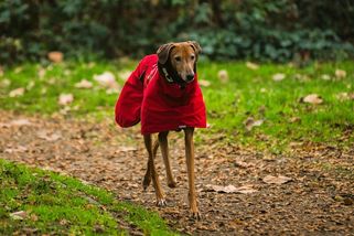 Svého psa ve Španělsku v zimě oblékám a nestydím se za to - Médium.cz