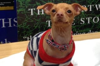 Poznatsvět | Kříženec čivavy a jezevčíka z útulku se „zvláštním obličejem“ má miliony fanoušků po celém světě