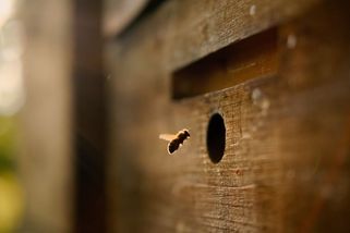 Čeští včelaři hlásí rekordní úhyny včelstev - Novinky