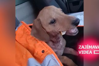 Dojemná záchrana psa pohozeného v příkopu u silnice. Záběry Josefa kolují na sociálních sítích | Zajímavá videa