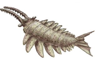 Anomalocaris: Mořský predátor z dob kambria, který se svým tělem o délce jednoho metru budil hrůzu - Médium.cz
