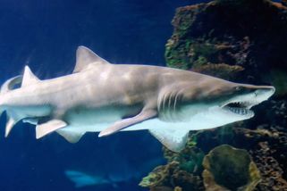 Případ žraločí ruky: Nevyřešená záhada ze Sydney - Médium.cz