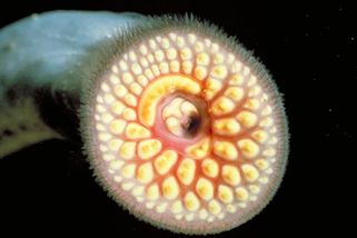 Ujedl se k smrti mihulemi, před pohřbem vybuchl. Nasolené tělo krále Jindřicha zašili do volské kůže - Médium.cz