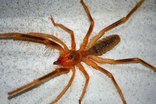 Velbloudí pavouk děsil vojáky v Iráku. Žádný lidožrout to sice není, zajímavý ale rozhodně je - Médium.cz