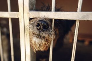 Zbitý pes žíznil ve výkalech, policie obvinila z týrání muže z Královéhradecka - Novinky