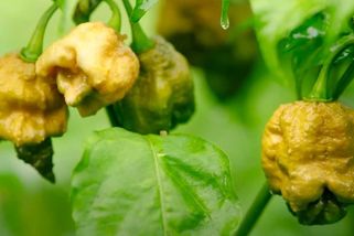 Jak pálí nejpálivější paprika světa Pepper X? - Médium.cz