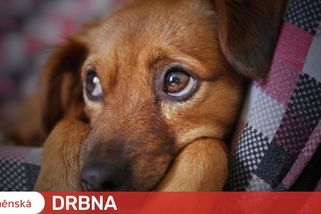 Žena uvázala v Brně před lékárnu pejska. Zvíře pod dohledem matky ukradlo oprsklé dítě