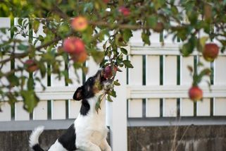 Na zahradě nám stíní ovocný strom od souseda: Co s tím? - HomeInCube