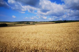 Evropa upřesňuje plán, jak snížit používání pesticidů