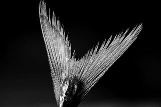 Obrazem: Nejkrásnější snímky přírody pořízené českými fotografy - Seznam Zprávy