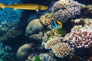 Scény jako z hororu. Sušenkový žralůček vykrajuje kolečka jako cukrář. Bohužel i do lidí - Médium.cz