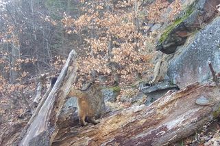 Objev z fotopastí: Kočka divoká vyvedla v Lužických horách mláďata - Novinky