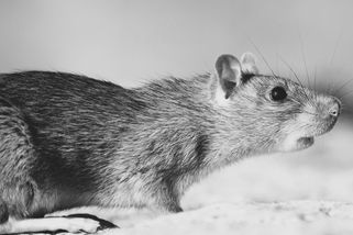 Barbarská metoda mučení hladovými krysami: Nebohé oběti hlodavci kousali do břicha, obličeje i intimních partií – Lifee.cz