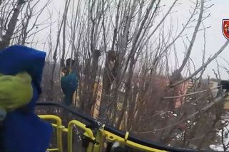 Papoušek ara uvízl v Karviné v koruně vysokého stromu. Nešťastně skřehotal - Novinky