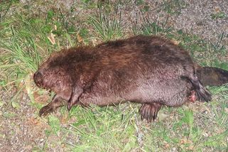 Řidič audi trefil na Prachaticku bobra, zvíře na místě uhynulo - Novinky