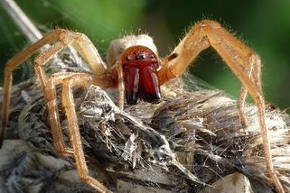 Nejjedovatější pavouk České republiky - zápřednice jedovatá. Díky teplu se jí tu daří čím dál víc - Médium.cz