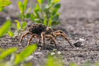 Největší evropský pavouk žije i u nás. Slíďák tatarský je noční lovec, mláďata vozí na zádech - Médium.cz