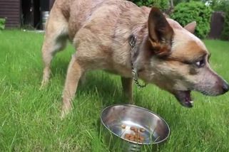 Jak správně krmit psa? | Psí koučka