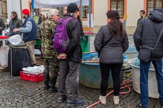 Vánoční kapři 2024: Počet registrovaných prodejců se snížil o 20 %