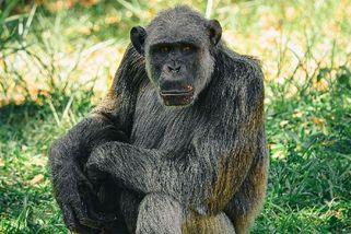 Senior u bankomatu odstrčen mladíky v montérkách se slovy: „Uhni, rakovino“ - Médium.cz