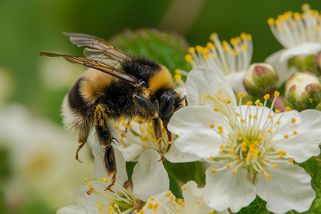 Domácí chov čmeláků: Jak založit čmelín, zvýšit úrodu a podpořit biodiverzitu