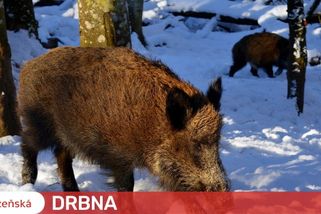 Vlastní lovecká skupina a odměna tři tisícovky za odstřelené prase, Plzeň se pustila do boje s divočáky