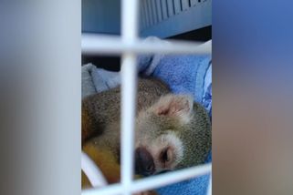 Lidé nacpali opičí samici v zoo na Jindřichohradecku čokoládou. Ošetřovatelé museli zvíře utratit - Novinky