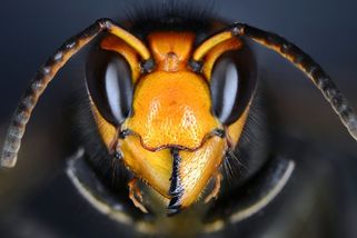 Vetřelci v české krajině: 10 invazních druhů, jež ohrožují přírodu i lidské zdraví - Seznam Zprávy