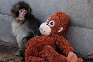 Opuštěná opička s plyšákem spustila nákupní horečku. IKEA nestíhá - Seznam Zprávy