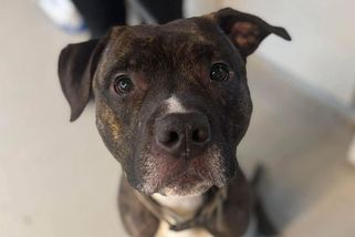 Pes si sám odemkl dveře útulku a utekl zpátky domů - Novinky