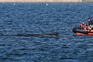 Velrybě, která v Německu uvázla na mělčině, se podařilo vyprostit - Novinky
