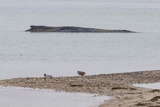 Po uvázlé velrybě se dál pátrá, záchranáři vypluli do terénu - Seznam Zprávy