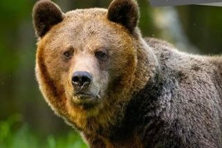 Guláš a medvědí škvarky. Koliba v Tatrách nabízela pokrmy z masa chráněného zvířete - Novinky