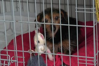 Majitel si z něj udělal živý terč. Týraný pejsek Cyril teď hledá nový domov